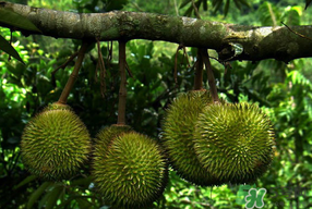 四月份有榴蓮嗎？4月份有榴蓮嗎？