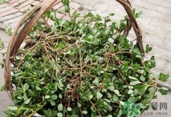 瓜子菜的營養(yǎng)價(jià)值_瓜子菜的功效與作用及食用方法 瓜子菜的營養(yǎng)價(jià)值_瓜子菜的功效與作用及食用方法