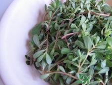 瓜子菜的營養(yǎng)價(jià)值_瓜子菜的功效與作用及食用方法 瓜子菜的營養(yǎng)價(jià)值_瓜子菜的功效與作用及食用方法