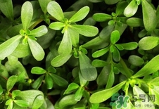 瓜子菜的營養(yǎng)價(jià)值_瓜子菜的功效與作用及食用方法 瓜子菜的營養(yǎng)價(jià)值_瓜子菜的功效與作用及食用方法