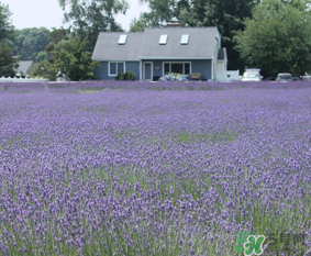 4月份有薰衣草嗎？四月份薰衣草開(kāi)了嗎？