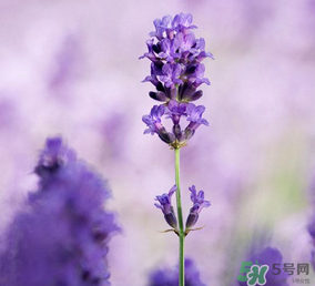 4月份有薰衣草嗎？四月份薰衣草開(kāi)了嗎？