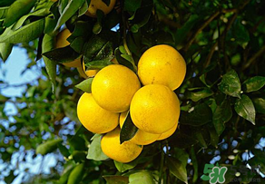 四月份有柚子嗎？四月份還能吃柚子嗎？