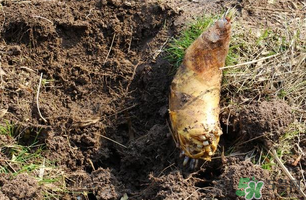 ?春筍為什么吃起來嘴澀？春筍怎么處理不會澀嘴？