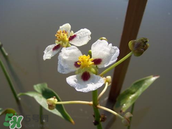 慈姑孕婦能吃嗎？孕婦能吃慈姑嗎？