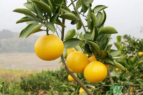 四月份有柚子嗎？四月份還能吃柚子嗎？