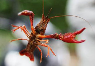 四月份能釣龍蝦嗎？4月份能釣龍蝦嗎？