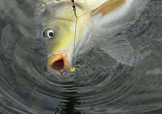 四月份可以釣鯉魚嗎？四月份怎么釣鯉魚？