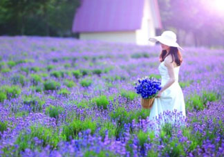 4月份有薰衣草嗎？四月份薰衣草開了嗎？