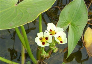 慈姑孕婦能吃嗎？孕婦能吃慈姑嗎？