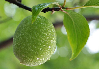 青梅什么時(shí)候成熟？青梅幾月份成熟？