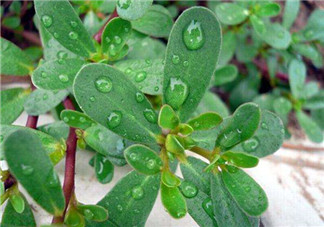 馬齒莧怎么吃好吃？馬齒莧怎么吃最好？