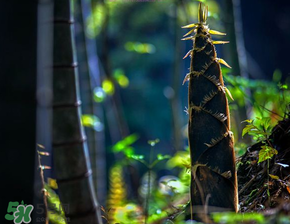 春筍什么時(shí)候有？春筍什么時(shí)候長(zhǎng)出來？