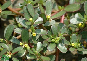 馬齒莧怎么吃好吃？馬齒莧怎么吃最好？