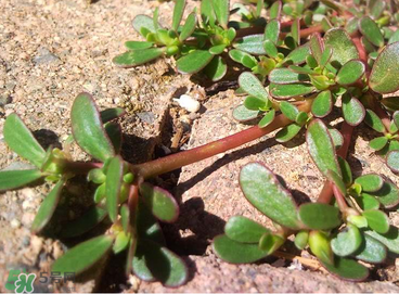 馬齒莧怎么吃好吃？馬齒莧怎么吃最好？