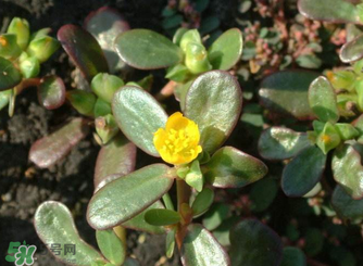 馬齒莧怎么吃好吃？馬齒莧怎么吃最好？