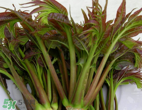 香椿幾月份可以吃？香椿什么時(shí)候吃？