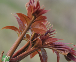 香椿多少錢一斤？香椿芽多少錢一斤2017？
