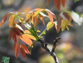 香椿為什么會苦？香椿苦味怎么回事？