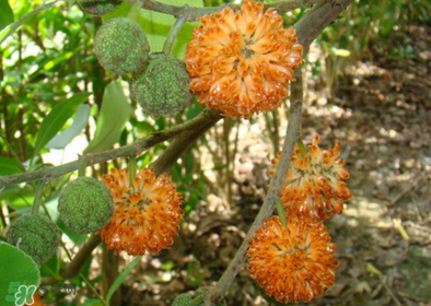 構樹花孕婦能吃嗎？構樹花孕婦可以吃嗎？