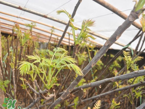 香椿什么人不能吃？香椿哪些人不能吃？