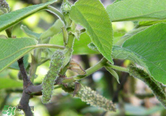 構(gòu)樹穗孕婦能吃嗎？孕婦能吃構(gòu)樹穗嗎？