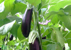 孕婦不能吃茄子嗎？為什么孕婦不能吃茄子？