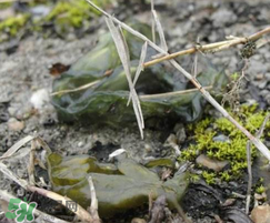 孕婦能吃雷公屎?jiǎn)?？雷公屎孕婦能吃嗎？