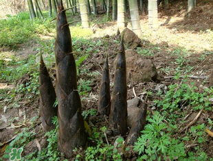 竹筍什么時(shí)候長(zhǎng)出來(lái)？竹筍幾月份長(zhǎng)出來(lái)？