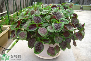 孕婦能吃莧菜嗎？孕婦可以吃莧菜嗎？