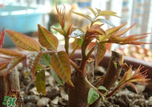 香椿什么時候發(fā)芽？香椿什么時候采摘？