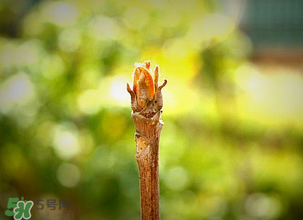 香椿什么時候發(fā)芽？香椿什么時候采摘？