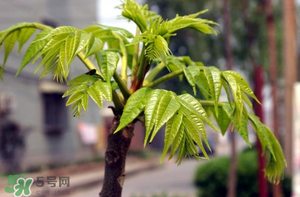 香椿什么時候發(fā)芽？香椿什么時候采摘？