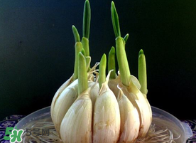 孕婦能吃大蒜嗎？孕婦可以吃生大蒜嗎？