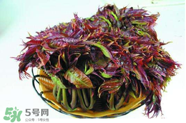 香椿什么時候上市？香椿幾月份上市？