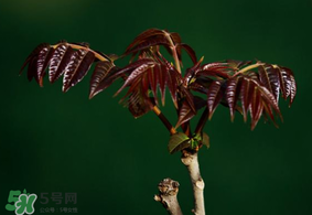 香椿什么時候上市？香椿幾月份上市？