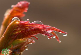 香椿什么時候上市？香椿幾月份上市？