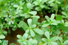 馬齒莧能治痔瘡嗎？馬齒莧怎么治痔瘡？