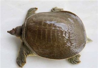 懷孕初期能吃甲魚嗎？懷孕初期可以吃甲魚嗎？