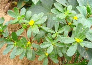 馬齒莧能治白發(fā)嗎？馬齒莧可以治白發(fā)嗎？