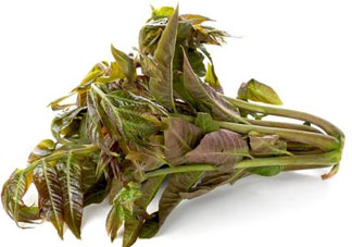 香椿多少錢一斤？香椿芽多少錢一斤2017？