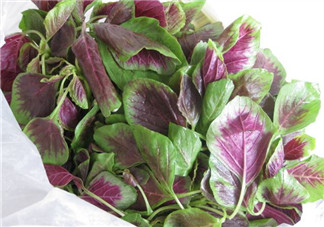 孕婦能吃莧菜嗎？孕婦可以吃莧菜嗎？