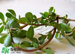 馬齒莧能治痔瘡嗎？馬齒莧怎么治痔瘡？