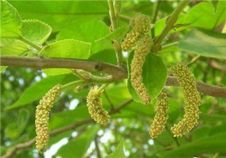 構(gòu)樹(shù)穗孕婦能吃嗎？孕婦能吃構(gòu)樹(shù)穗嗎？