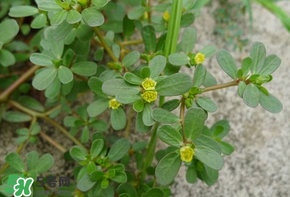 馬齒莧能治痔瘡嗎？馬齒莧怎么治痔瘡？