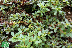 馬齒莧能治白發(fā)嗎？馬齒莧可以治白發(fā)嗎？