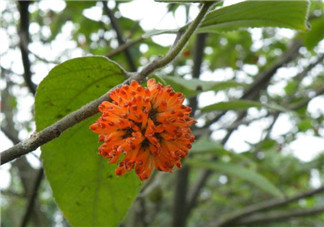 構(gòu)樹(shù)花孕婦能吃嗎？構(gòu)樹(shù)花孕婦可以吃嗎？