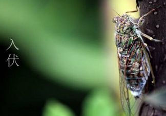 2017年頭伏是哪一天？2017年什么時候入伏？