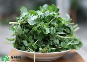 馬齒莧能治白發(fā)嗎？馬齒莧可以治白發(fā)嗎？