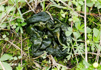 孕婦能吃雷公屎?jiǎn)?？雷公屎孕婦能吃嗎？